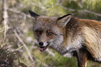 red fox