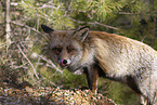 red fox