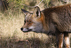 red fox