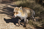 red fox