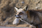 red fox