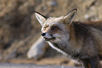 red fox