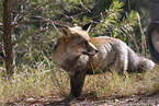 red fox