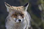 red fox