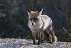 red fox