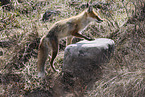 american red fox