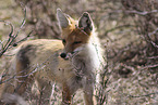 american red fox