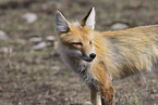 american red fox