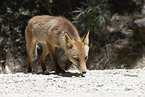 red fox