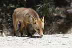 red fox