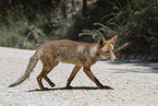 red fox