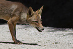 red fox