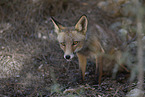 red fox