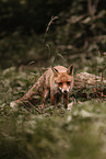 red fox