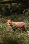 red fox