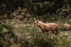 red fox