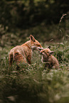 red foxes