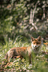 red foxes