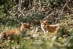 red foxes