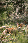 red foxes