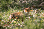 red foxes