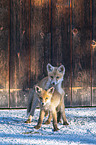 red foxes