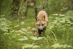 red fox
