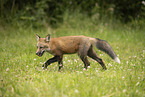 red fox