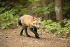 red fox