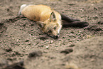red fox