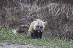 red fox