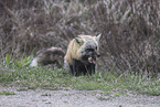 red fox