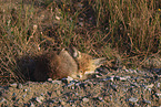 red fox