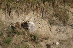red fox