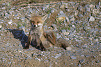 red fox