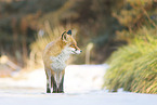 Red Fox