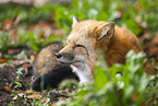 red fox