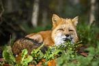 red fox