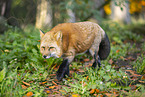 red fox