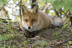 red fox
