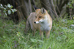 red fox