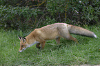 red fox