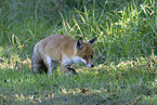 red fox