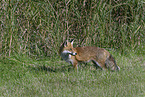 red fox