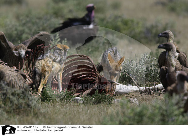 vulture and black-backed jackal / AW-01102