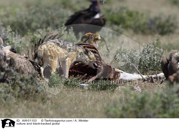 Geier und Schabrackenschakal / vulture and black-backed jackal / AW-01103