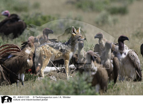 vulture and black-backed jackal / AW-01105
