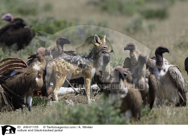 Geier und Schabrackenschakal / vulture and black-backed jackal / AW-01105