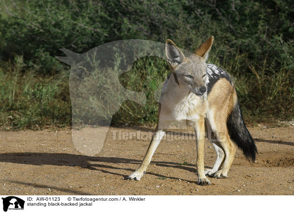 stehender Schabrackenschakal / standing black-backed jackal / AW-01123