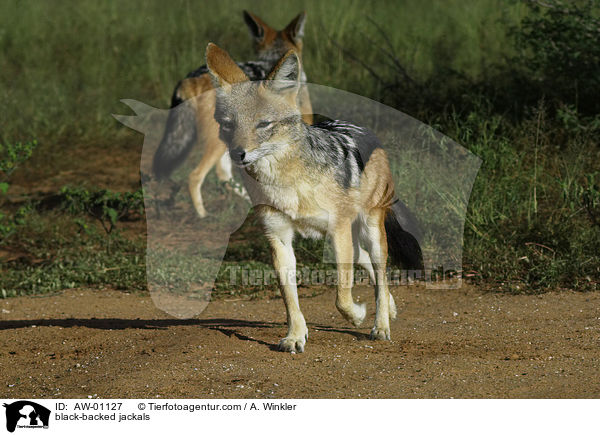 Schabrackenschakale / black-backed jackals / AW-01127